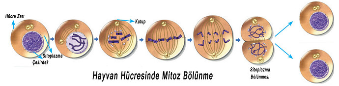 hayvan hucrelerinde mitoz_bolunme